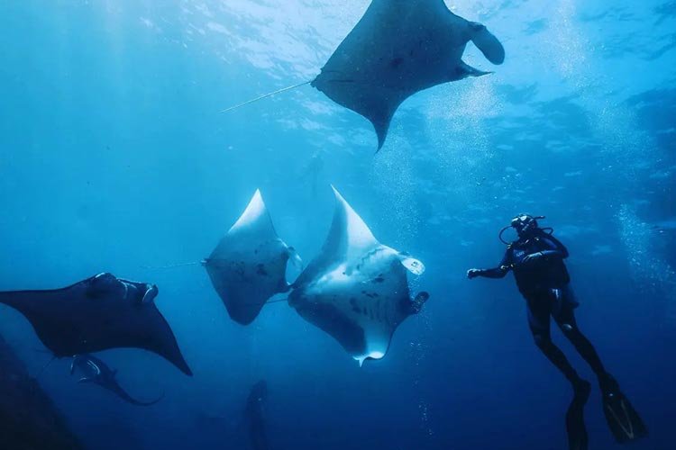 diving manta nusa penida